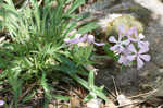 Sticky catchfly